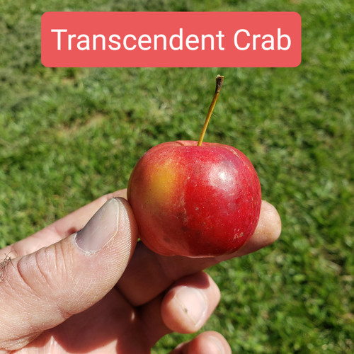 Transcendent Crab Scionwood